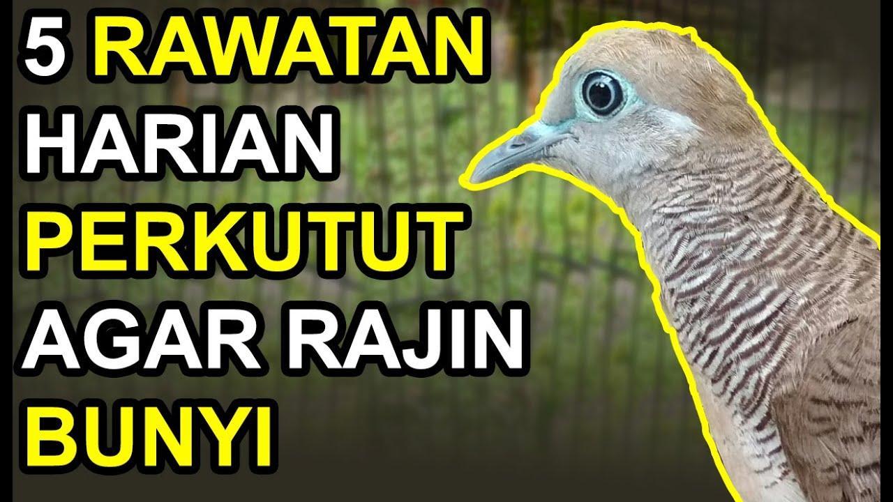 Tips Agar Burung Gacor Anti Rungkat: Rahasia Suara Kicau Lebih Merdu!